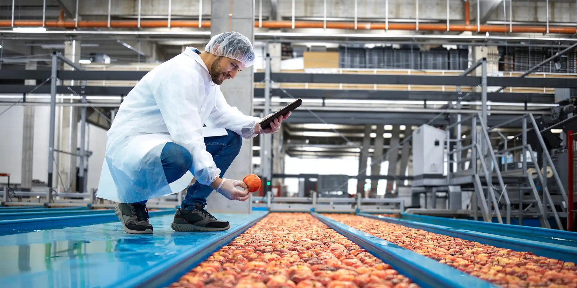 a food safety worker inspecting apples from washing belt