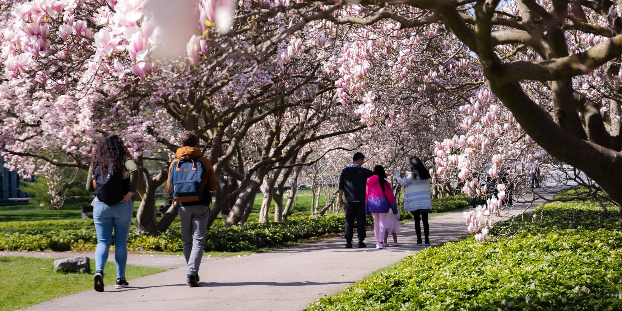 People leisurely walking on a path surrounded by blooming trees, enhancing the beauty of the natural landscape