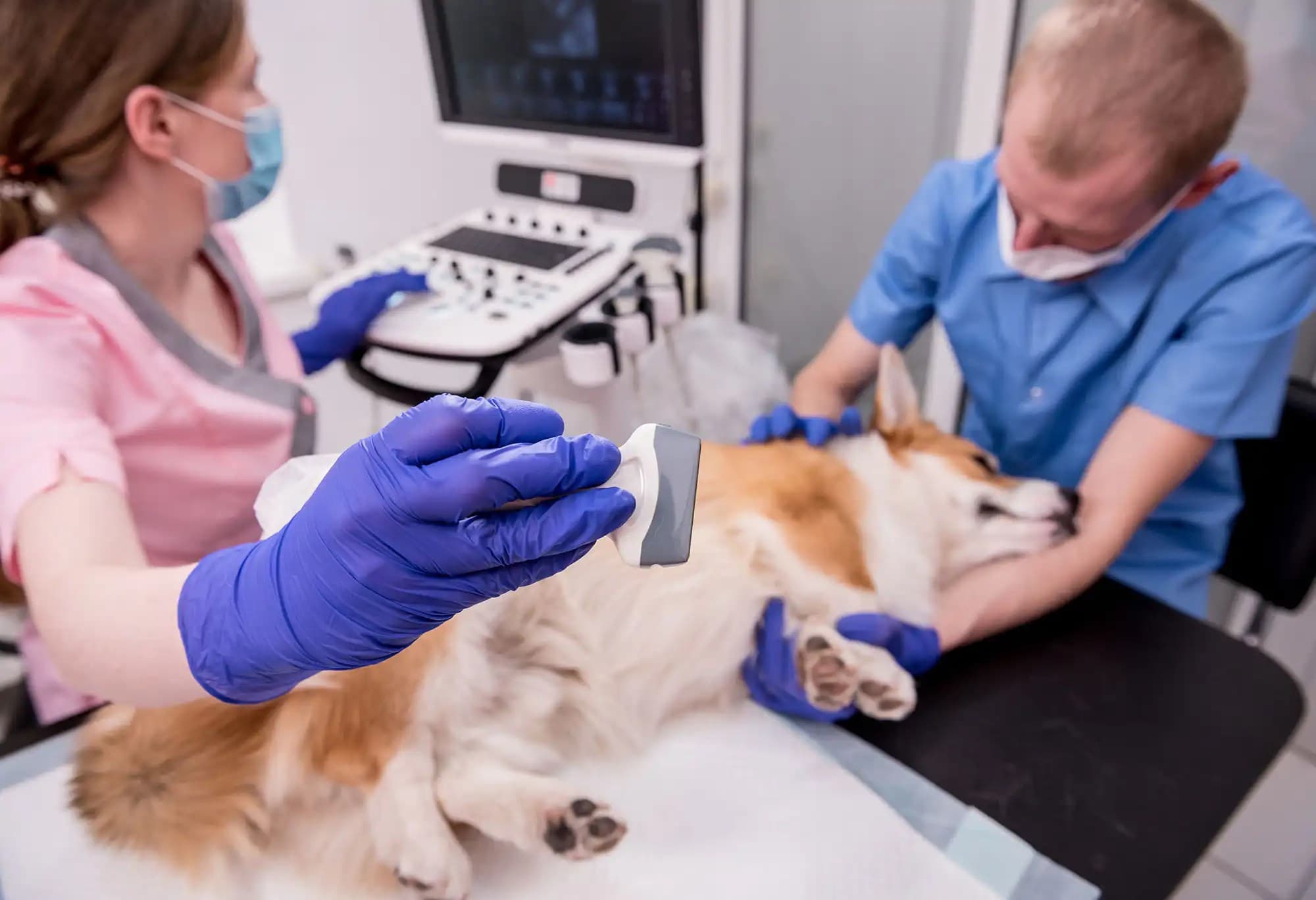 Veterinarian specialist inspecting a dogs ear
