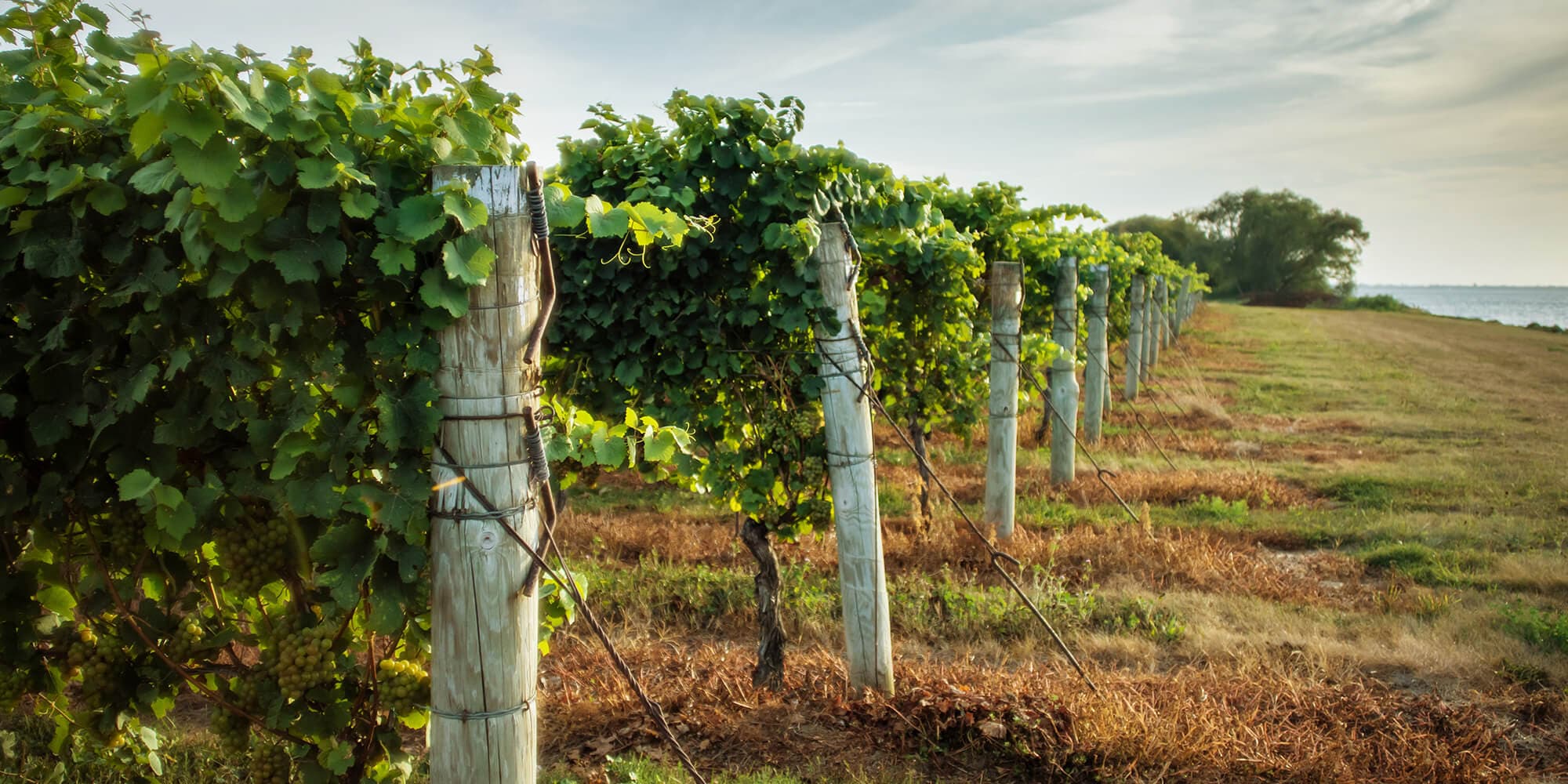 A scenic view of a vineyard showcasing orderly rows of vibrant green vines stretching across the landscape