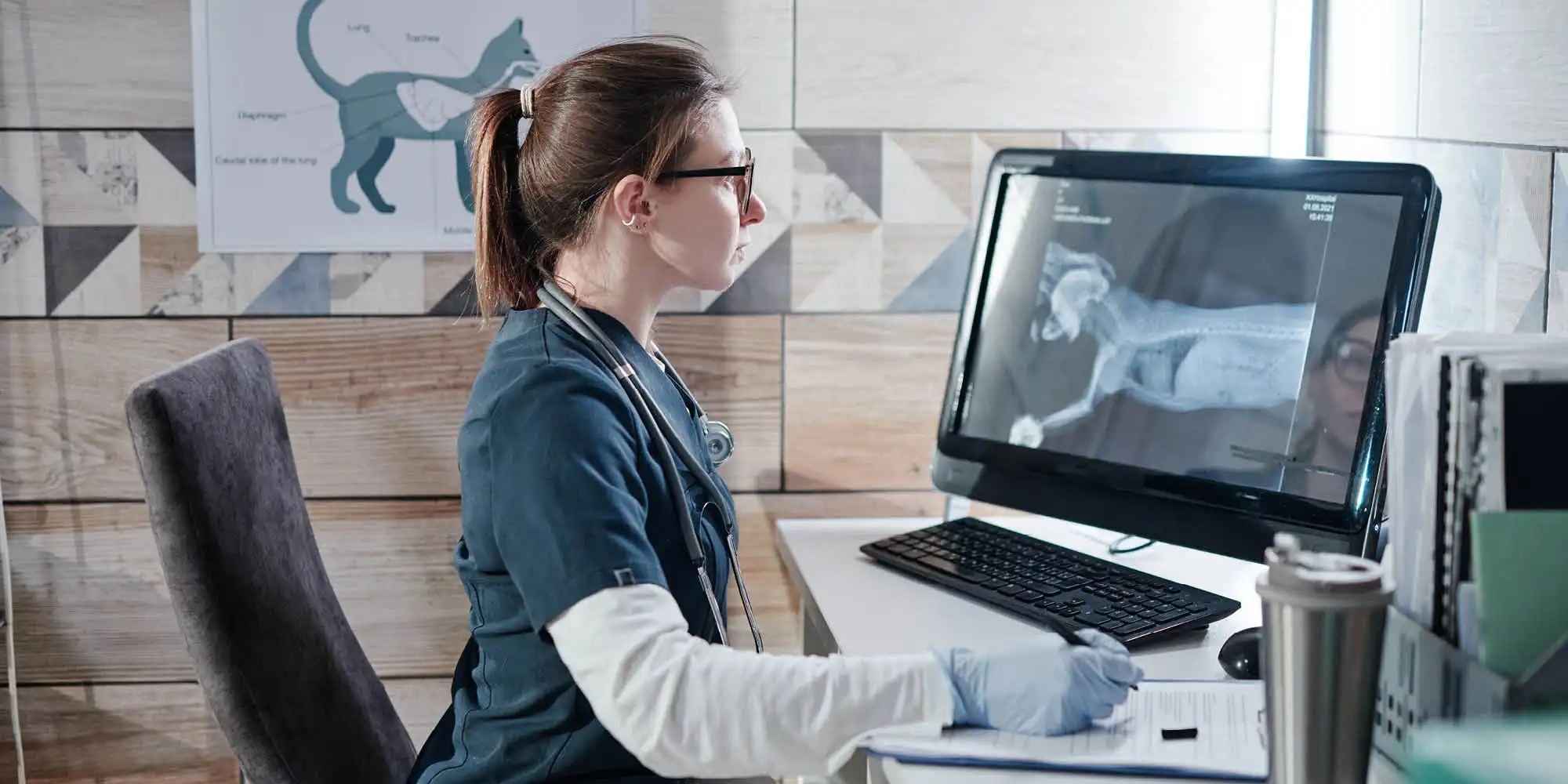 Veterinarian specialist looking at a xtray scan on a screen